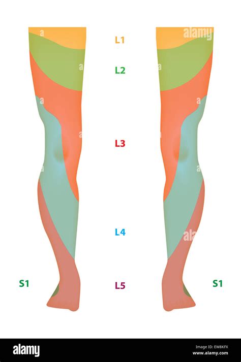 Dermatomes lower extremity - 1 pair of coccygeal nerves [5] The cervical nerves C1-C7 exit through the intervertebral foramina above their respective vertebrae. Cervical nerve C8 exits between the C7 and T1 vertebrae. The …